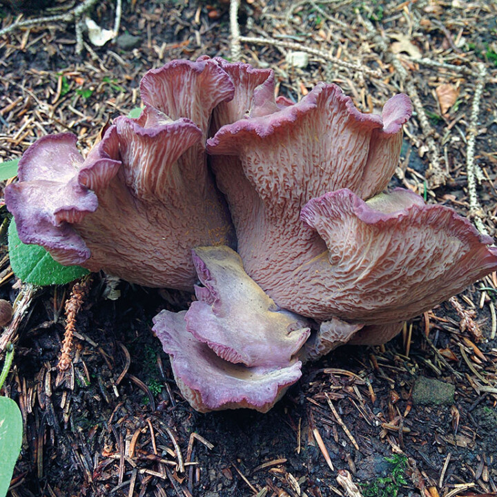 Chanterelle violette (gomphus clavatus) : Bon comestible