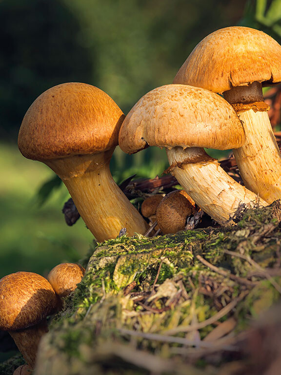 Champignon gymnopile