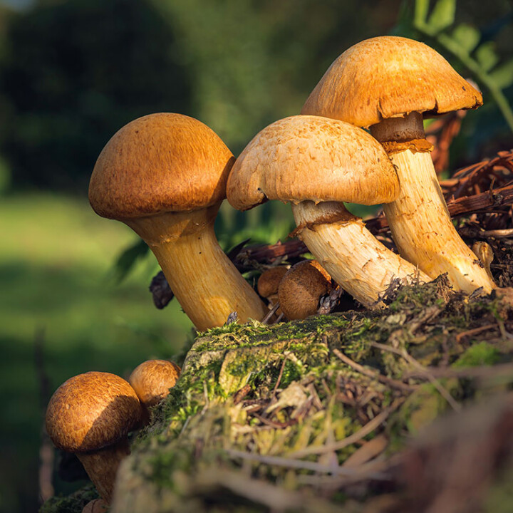 Champignon gymnopile