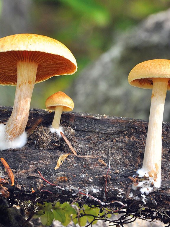 Champignon jaune