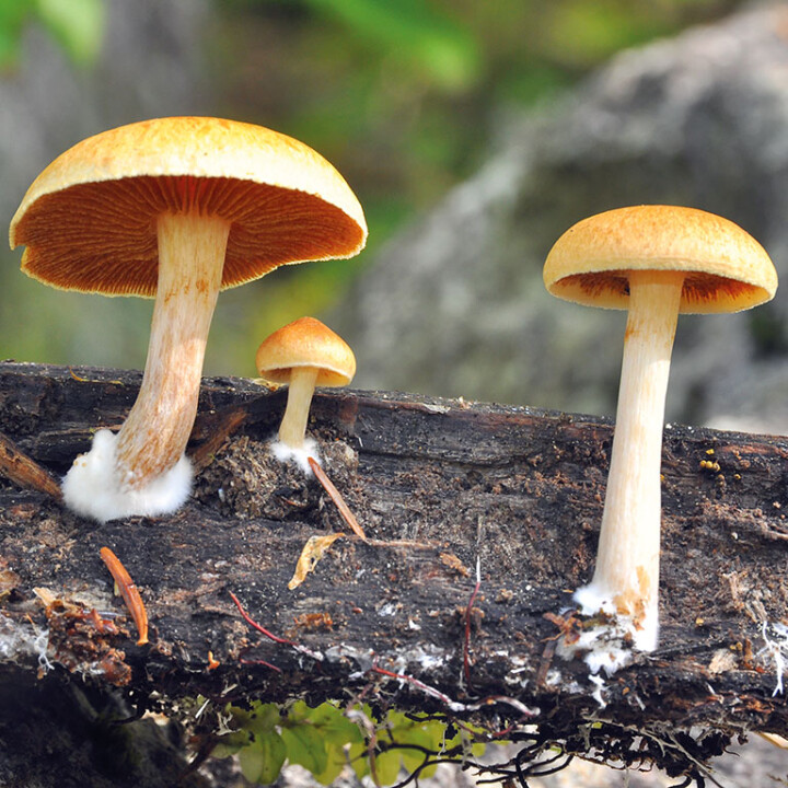 Champignon jaune