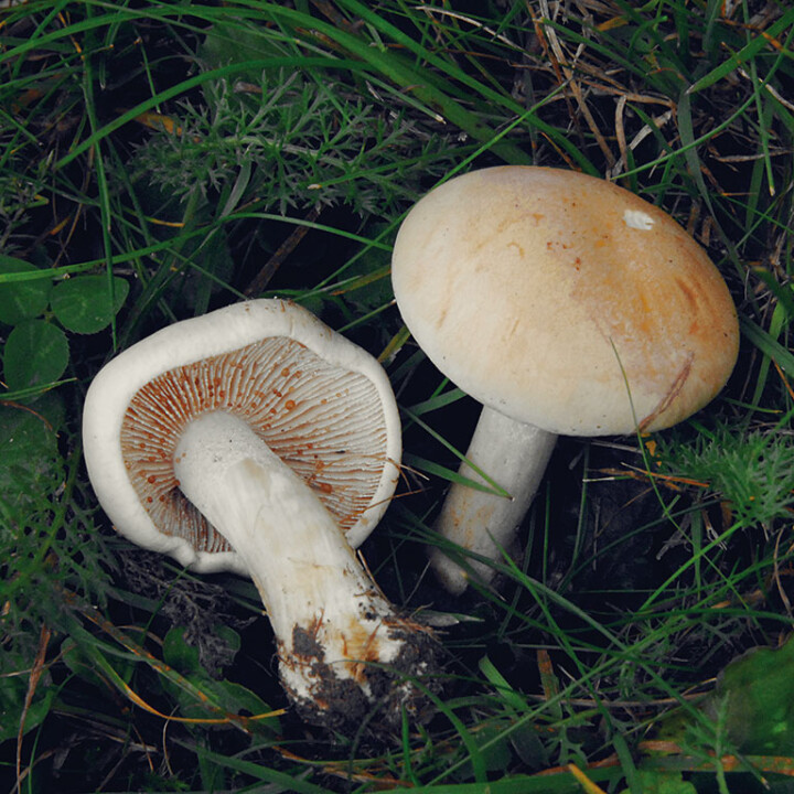 Champignon gouttes