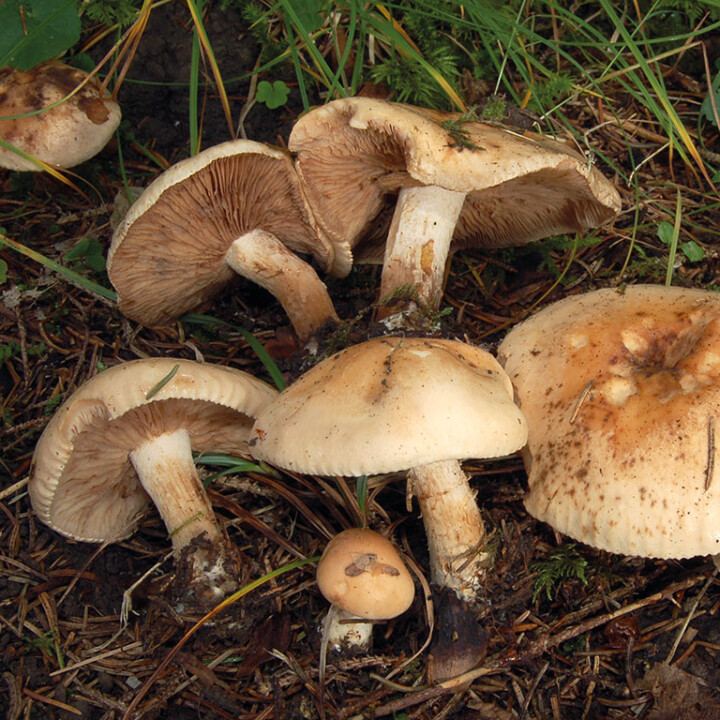 Champignon hébélome