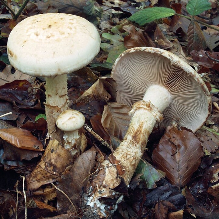 Champignon hébélome