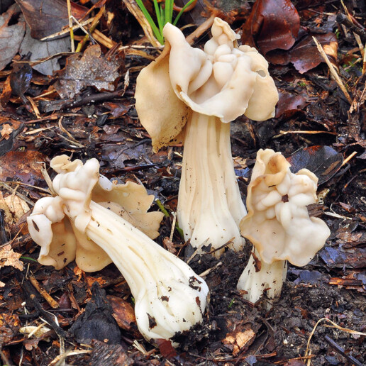 Champignon helvelle