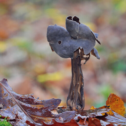 Champignon helvelle