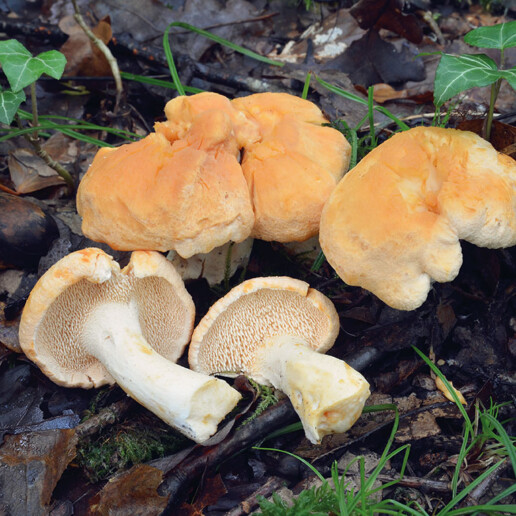 Champignon aiguillons Pied-de-mouton