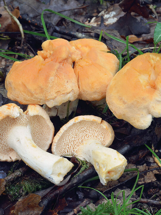 Champignon aiguillons Pied-de-mouton