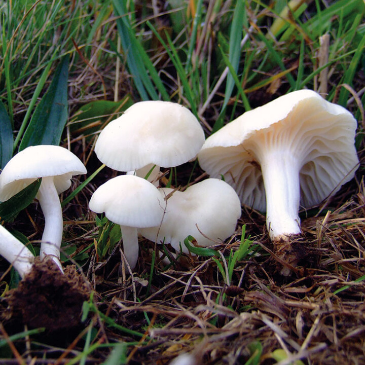 Champignon blanc hiver