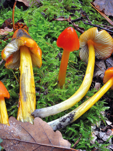 Champignon conique
