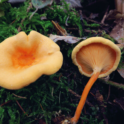 Champignon orange