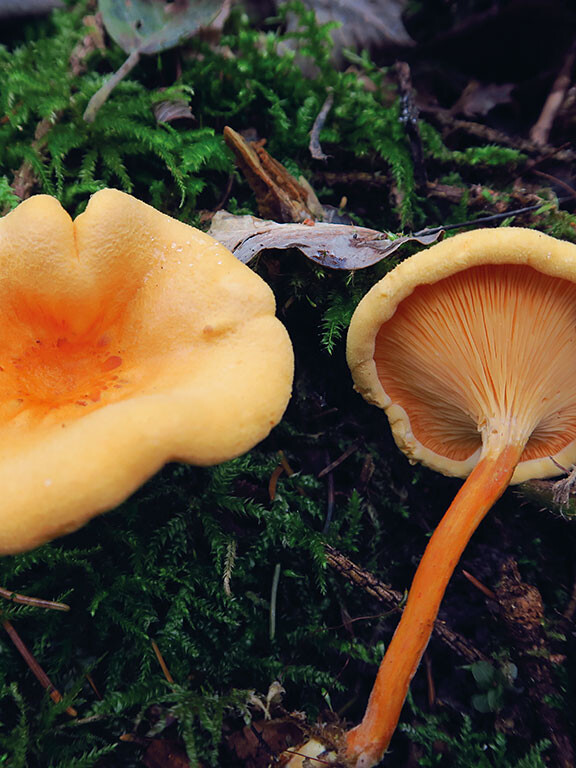 Champignon orange