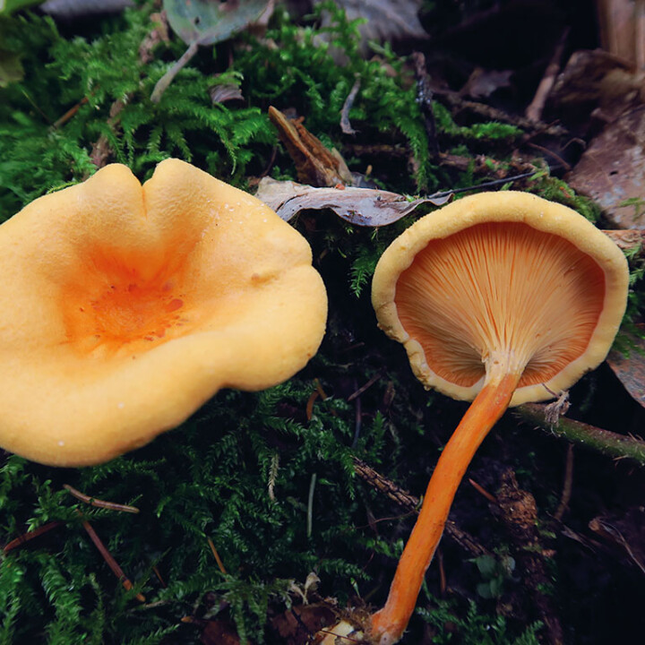 Champignon orange