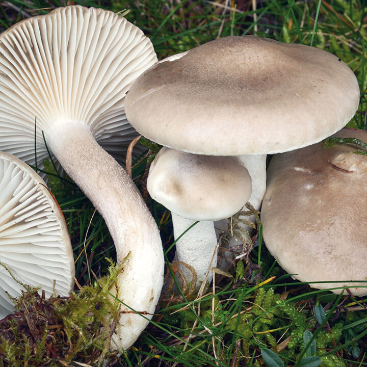 Champignon hygrophore