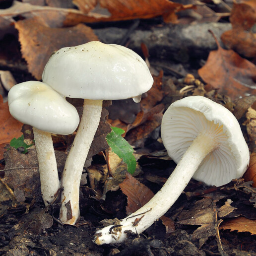 Champignon blanc visqueux