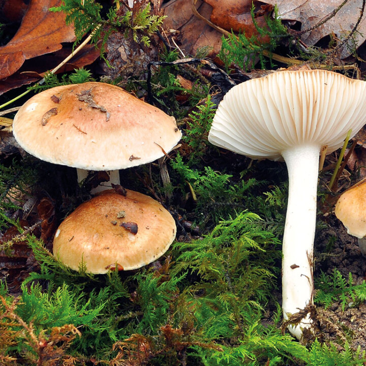 Champignon des bois