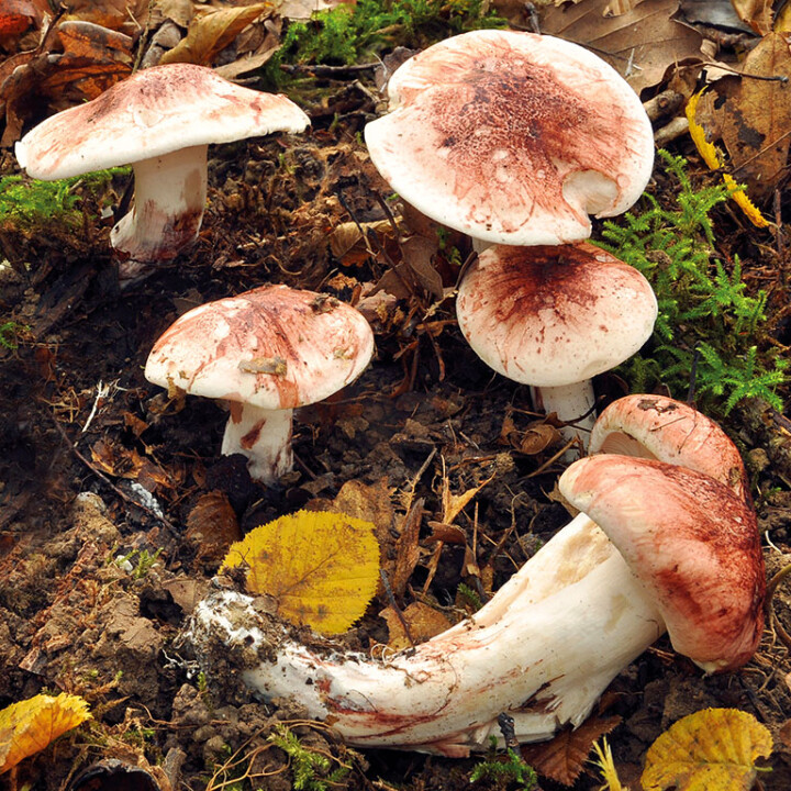 Champignon hygrophore