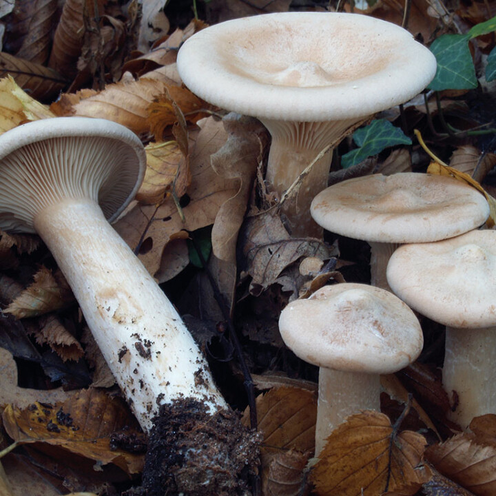 Champignon clitocybe