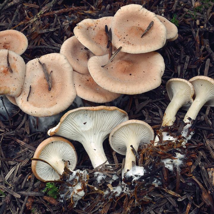 Champignon clitocybe