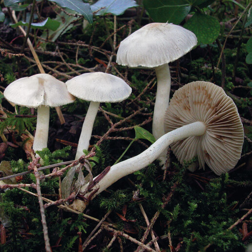 Champignon inocybe