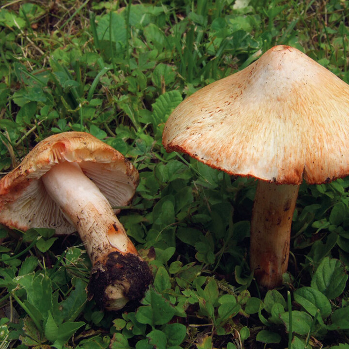 Champignon inocybe