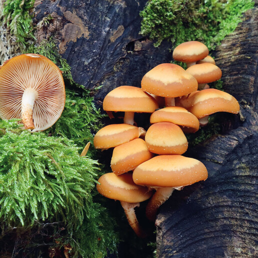 Champignon souche