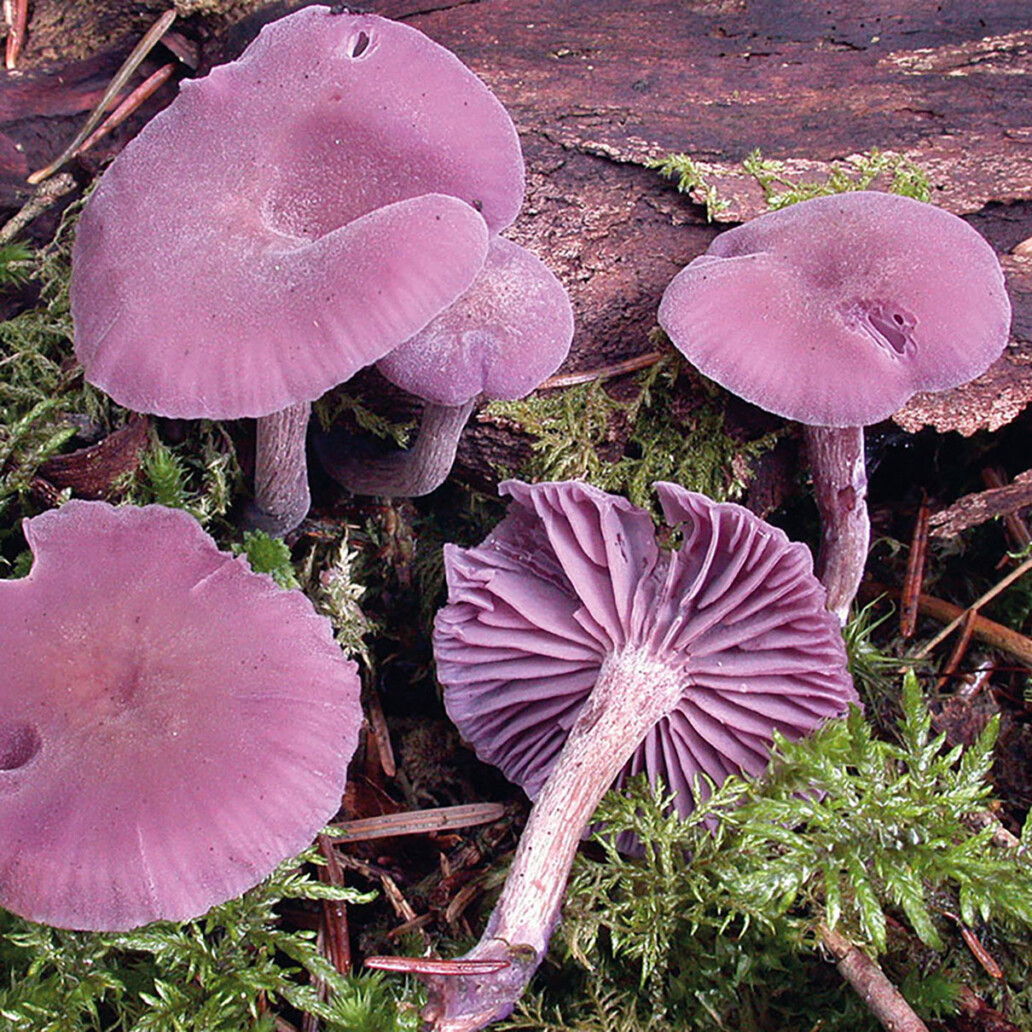 Champignon Laccaire améthyste