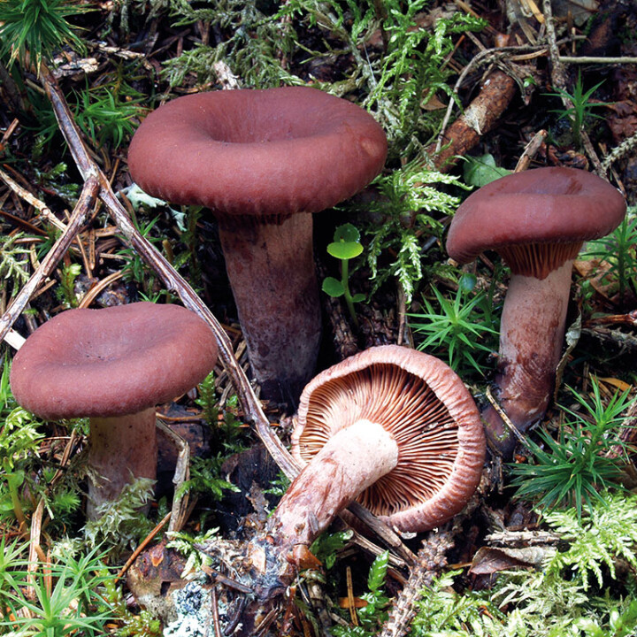 Champignon lactaire