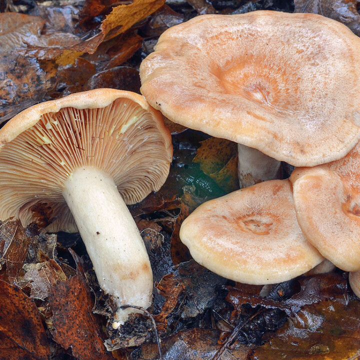 Champignon lactaire