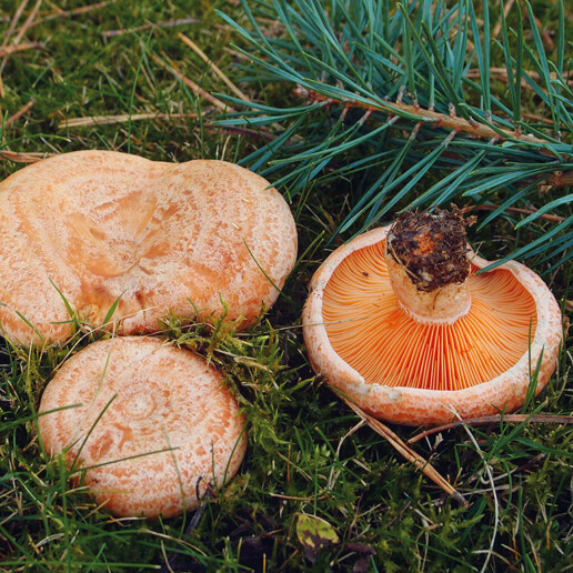 Champignon orange