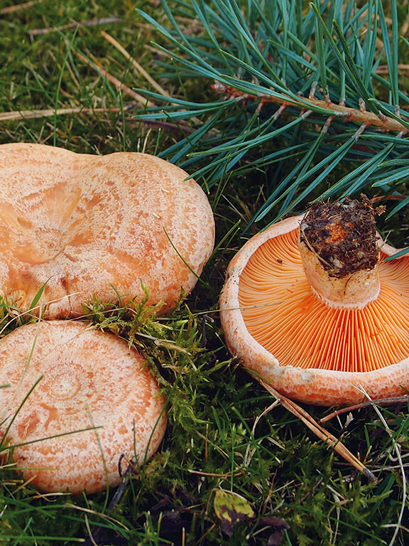 Champignon orange