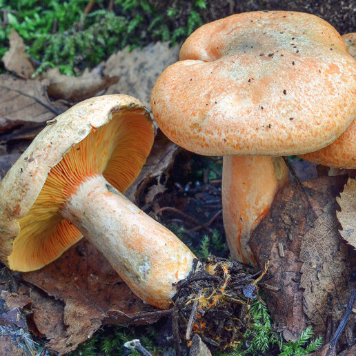 Champignon lactaire