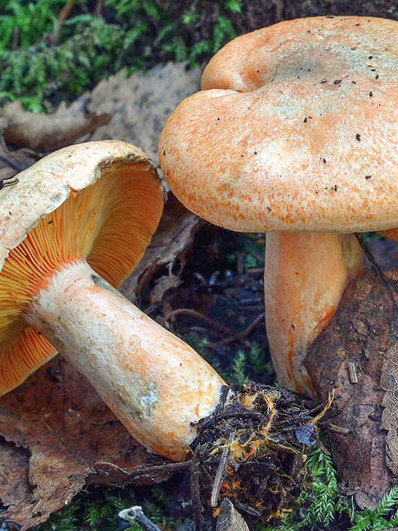 Champignon lactaire