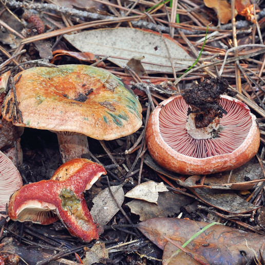 Champignon sanguin