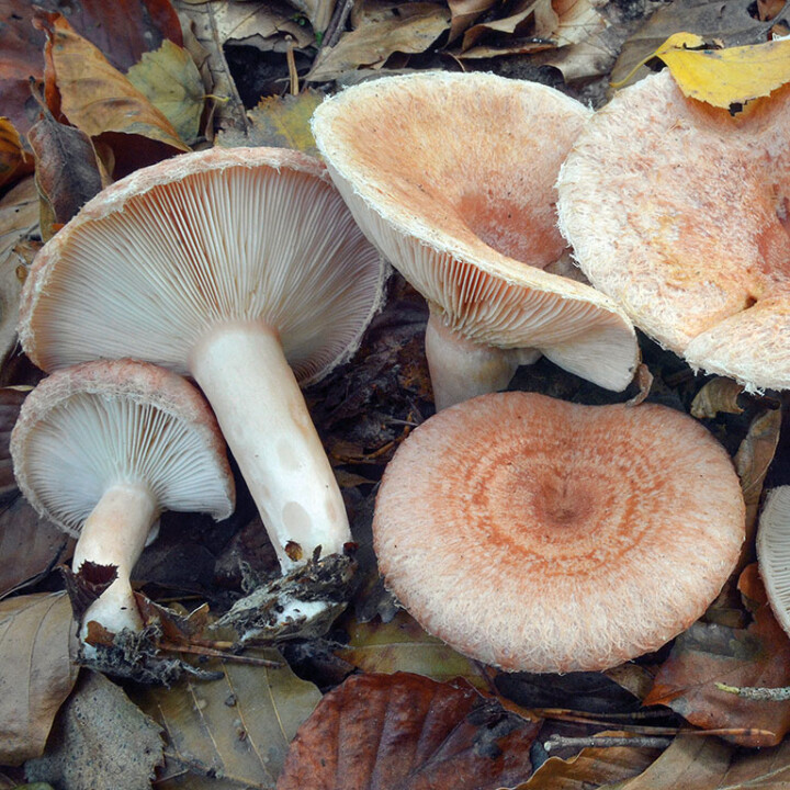 Champignon velu