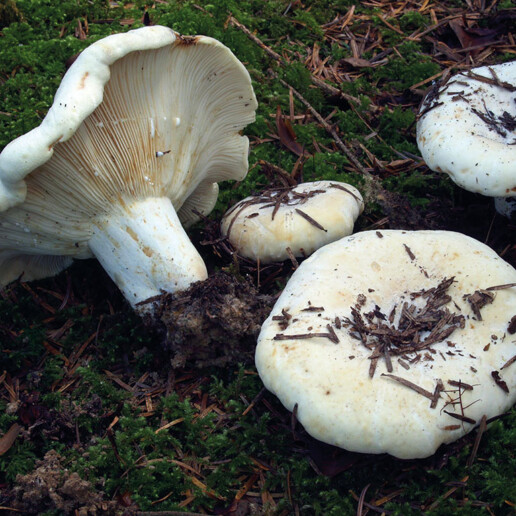 Champignon velouté
