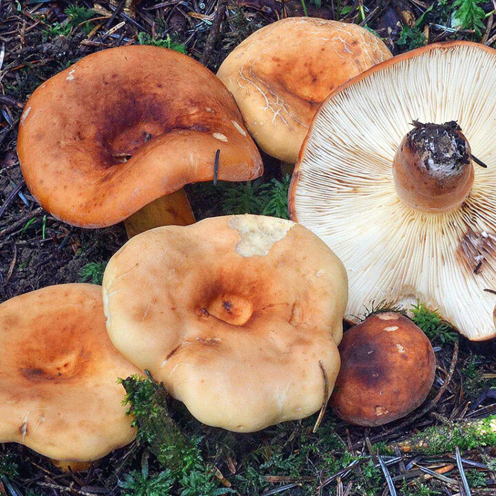 Champignon lactaire