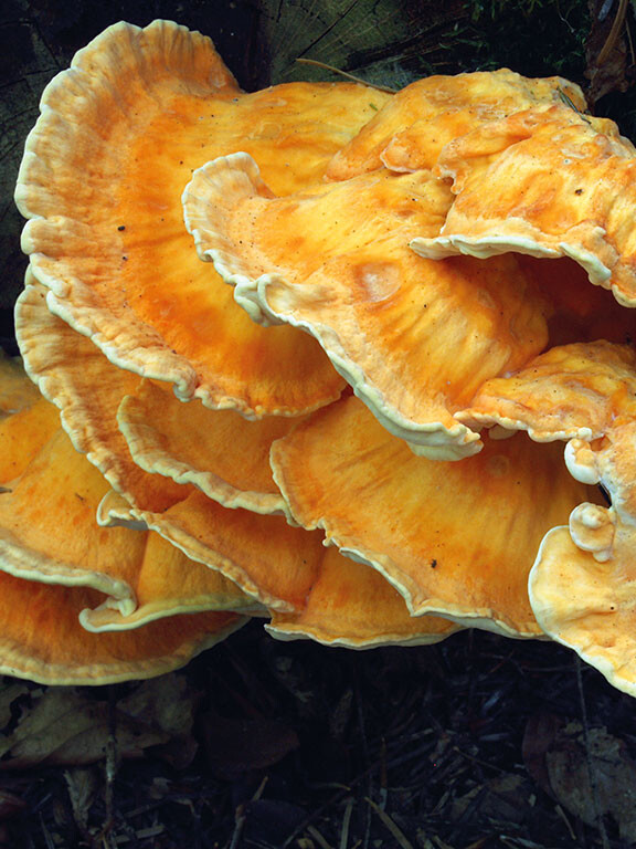 Champignon éventail