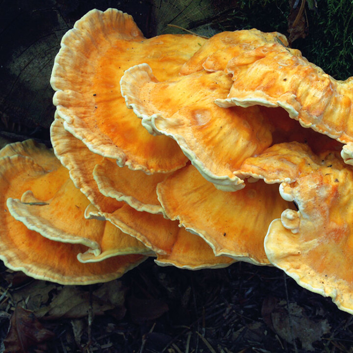 Champignon éventail