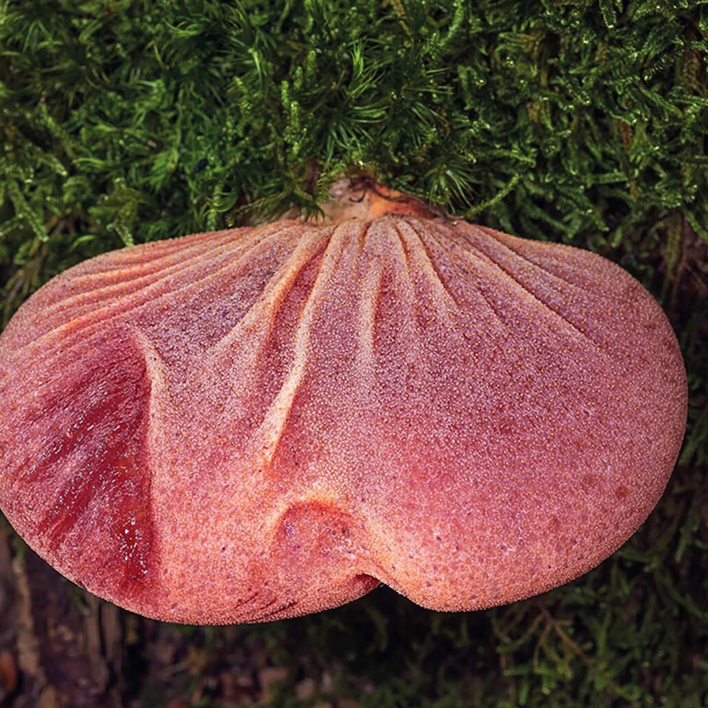 Champignon langue de boeuf