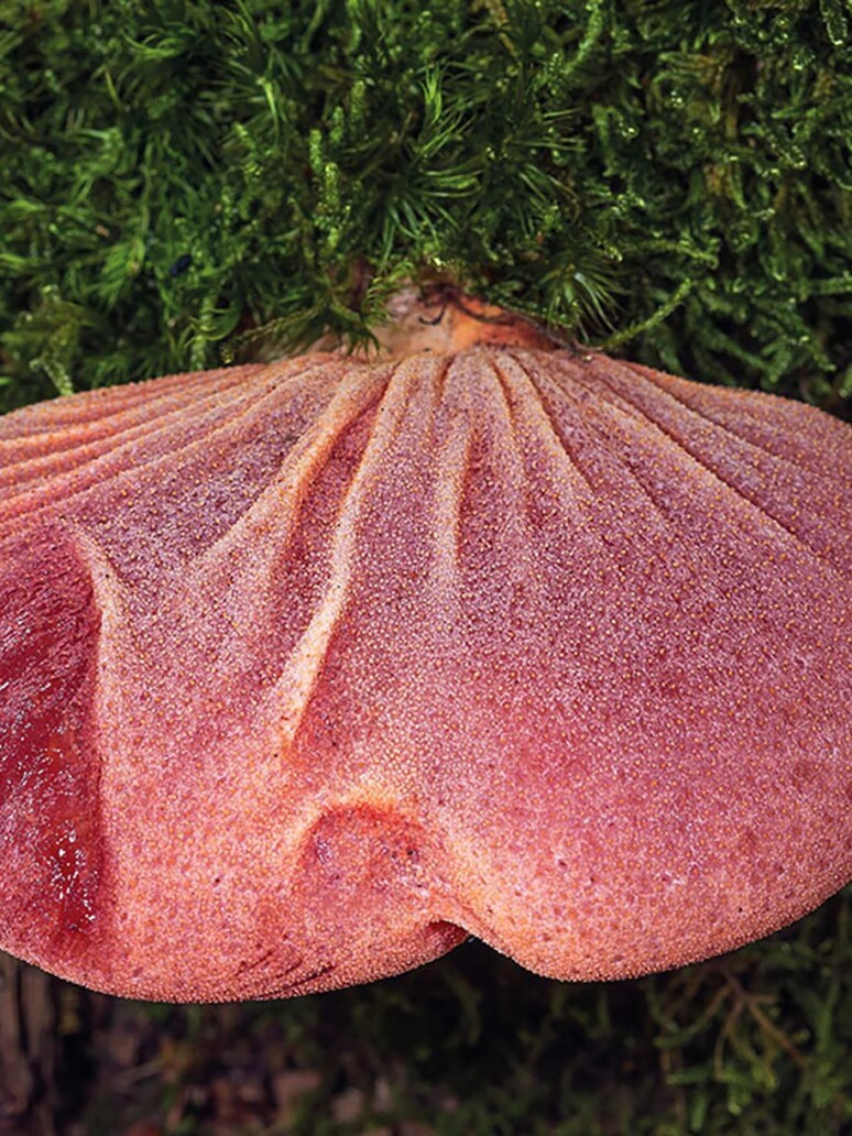 Champignon langue de boeuf