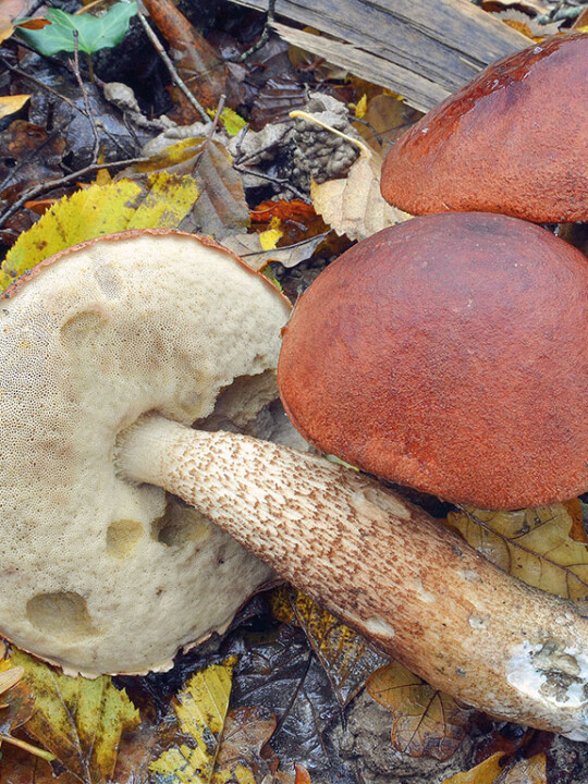 Champignon bolet