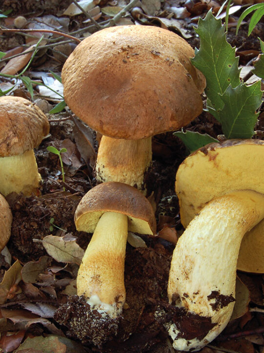 Champignon bolet