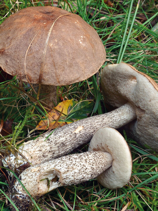 Un chapeau et un pied avec pores adnés ou échancrées de couleur blancBOLET RUDE