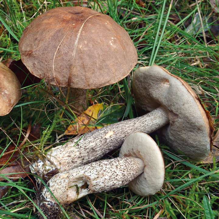 Un chapeau et un pied avec pores adnés ou échancrées de couleur blancBOLET RUDE