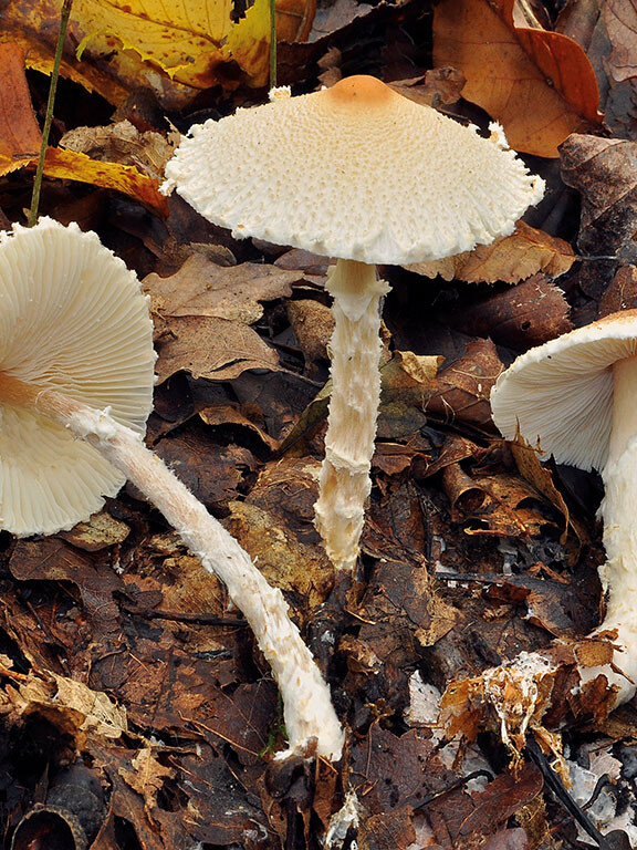 Champignon petite lépiote