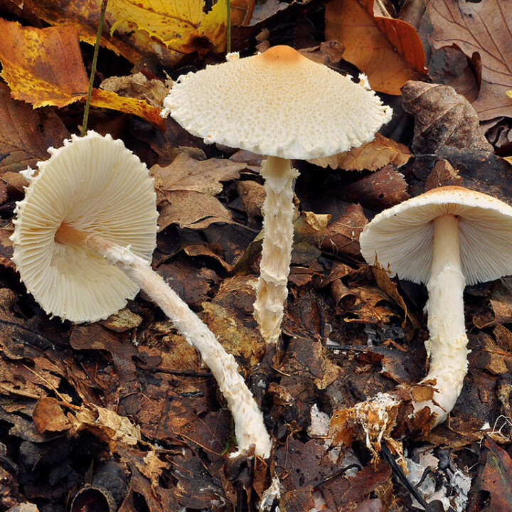 Champignon petite lépiote