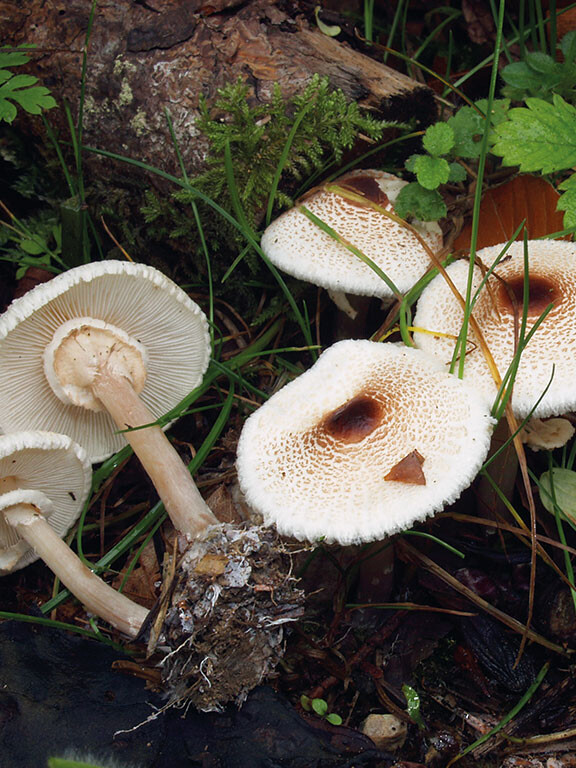 Champignon lépiote