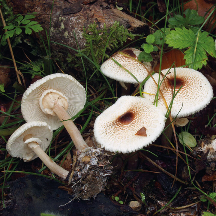 Champignon lépiote