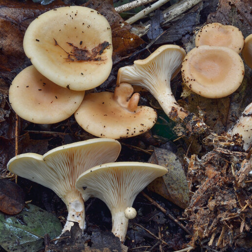 Champignon clitocybe